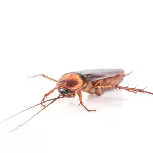 سمپاشی سوسک