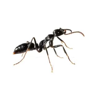 سمپاشی مورچه