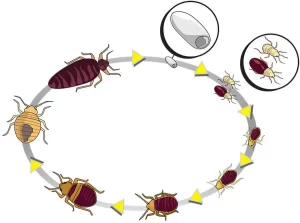 چرخه زندگی ساس